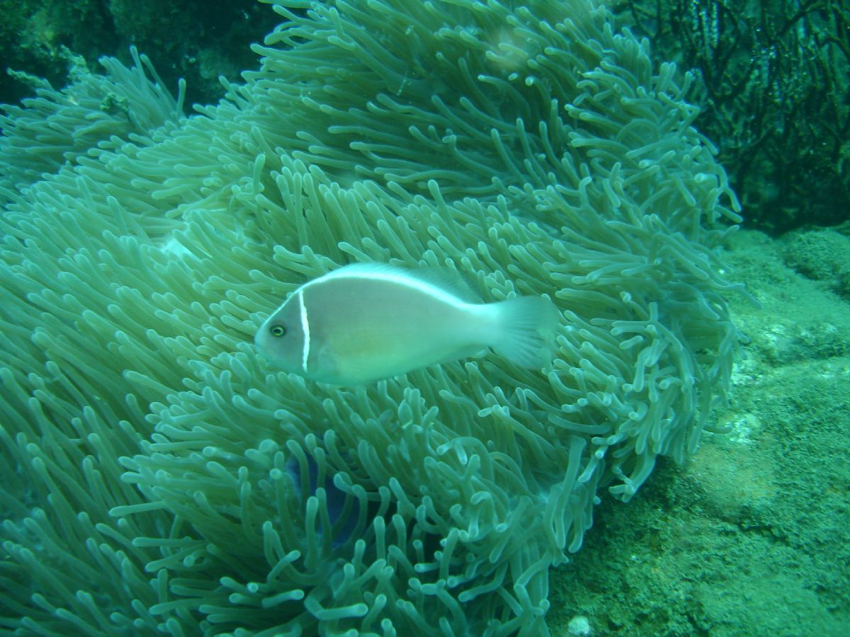Cham Islands