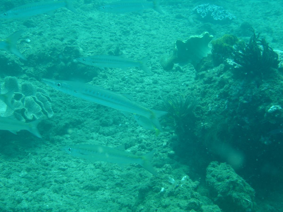Cham Islands
