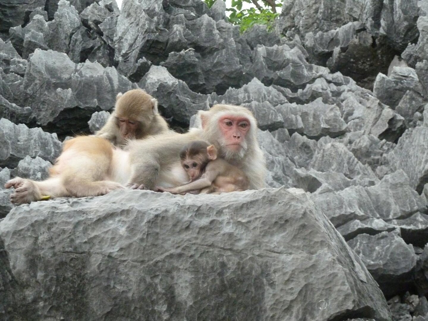 Monkey Island