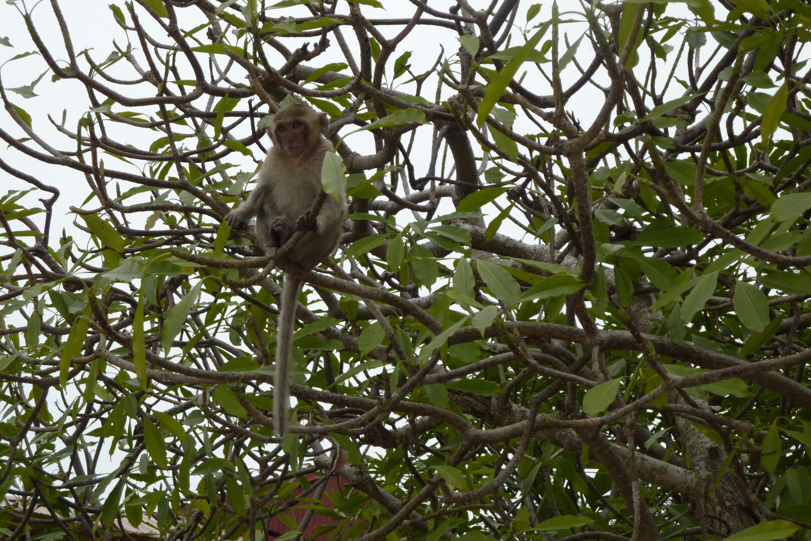 Monkey Island