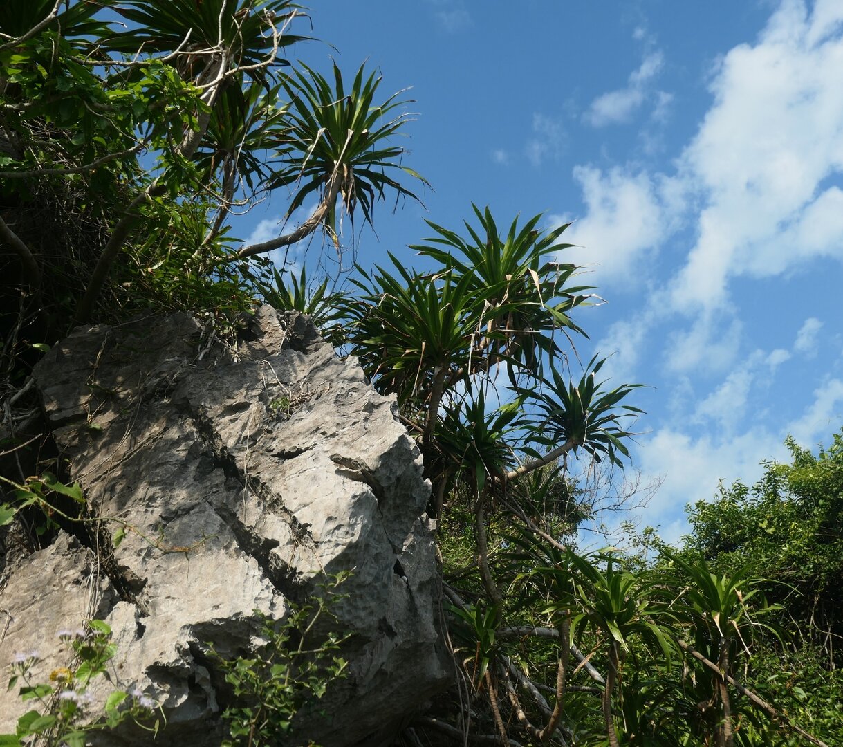 Monkey Island