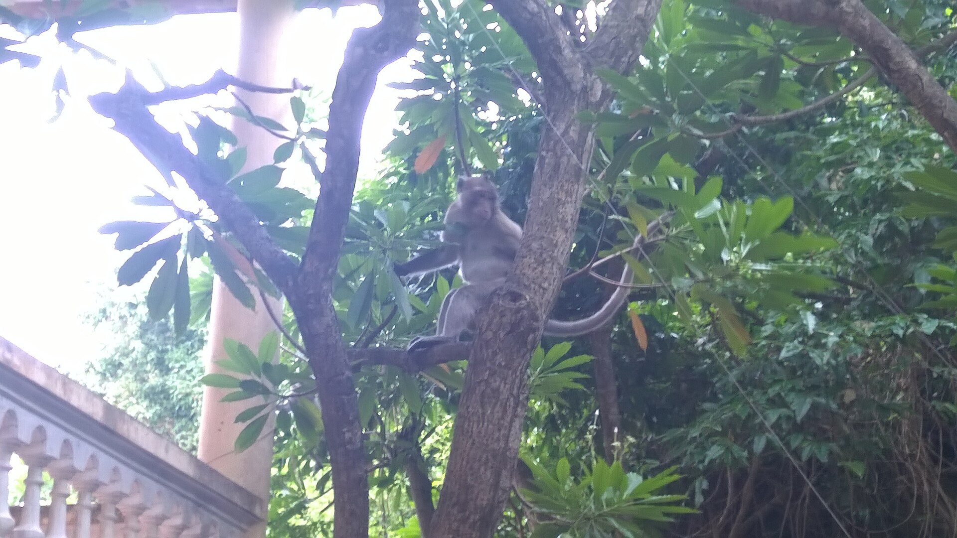 Monkey Island