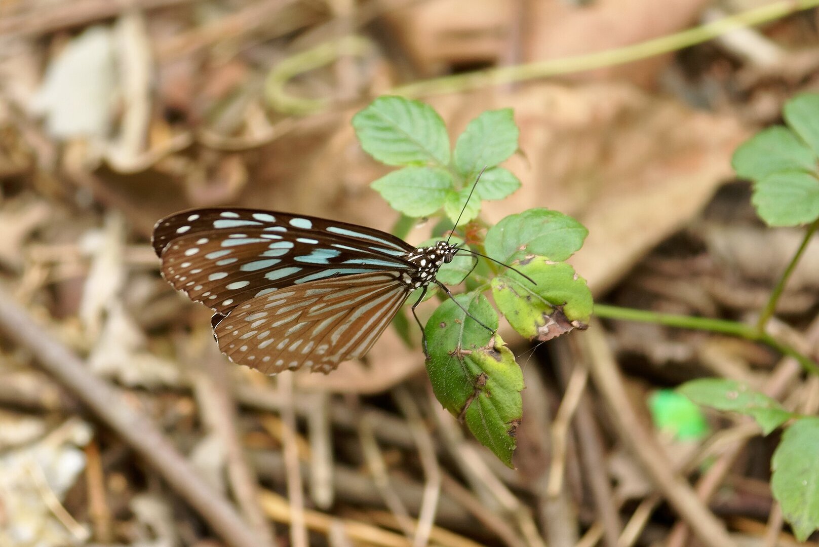 Đỉnh Ngự Lâm