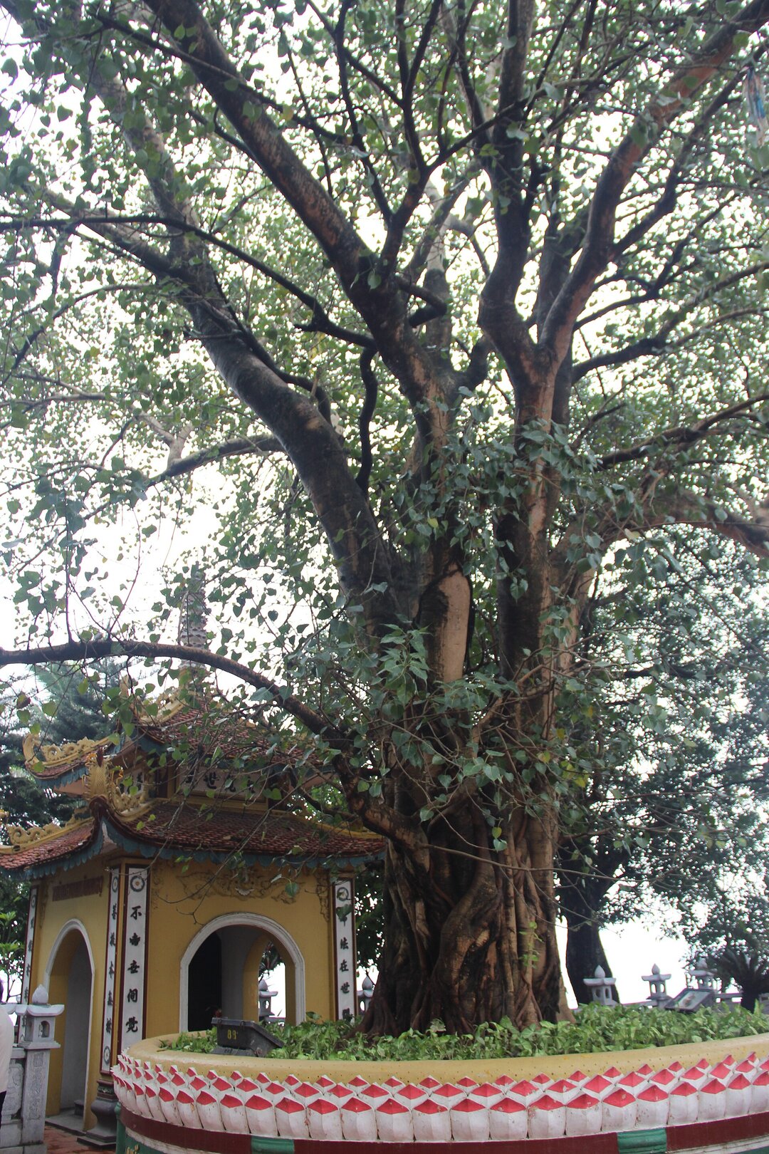 Chùa Trấn Quốc
