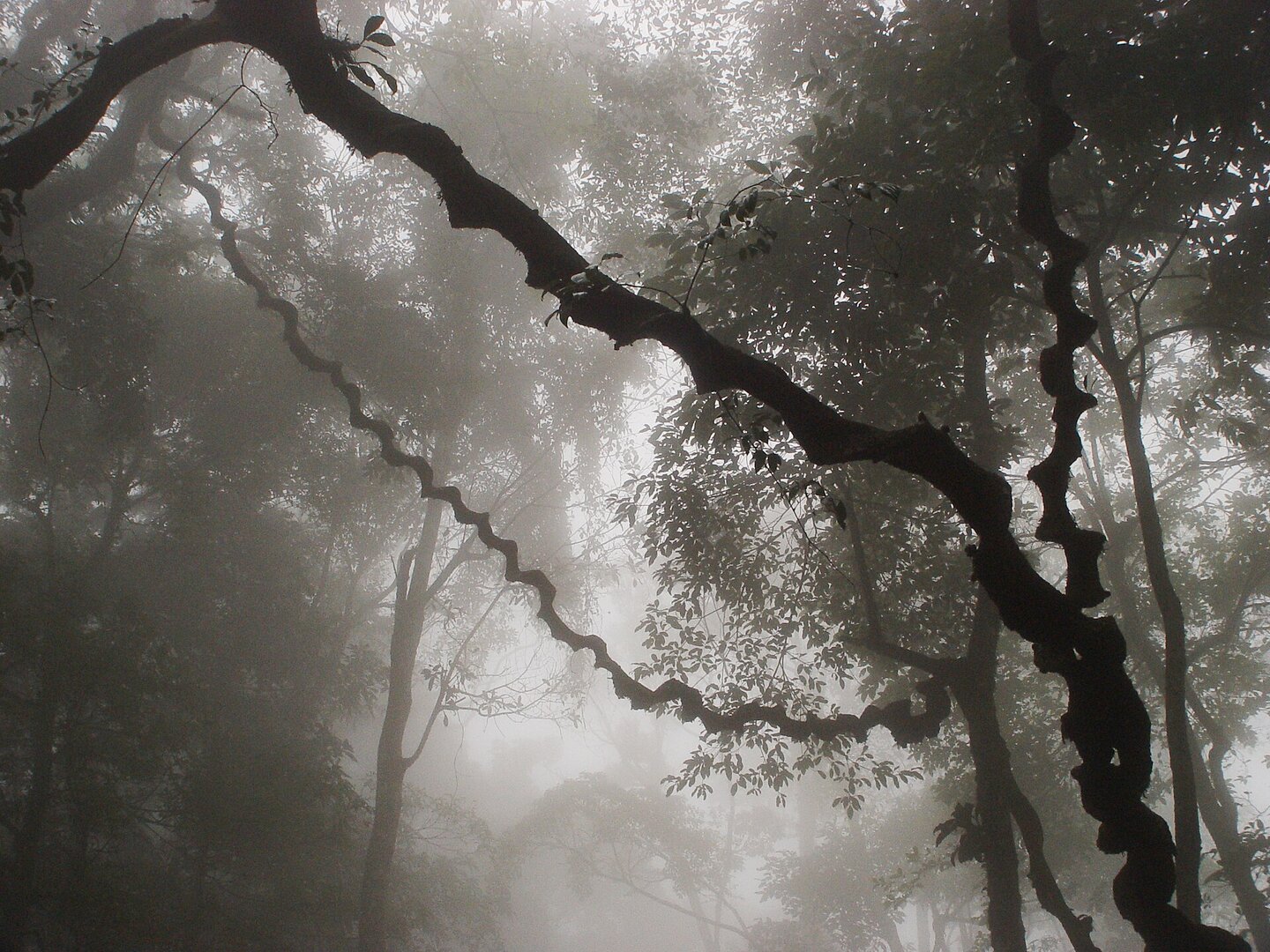 Ba Vì National Park
