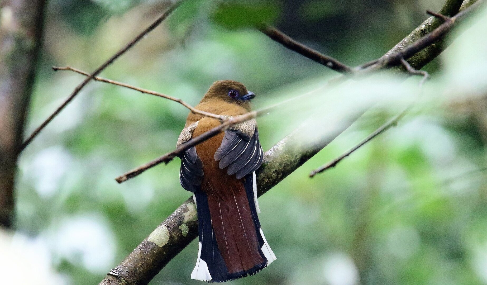 Ba Vì National Park