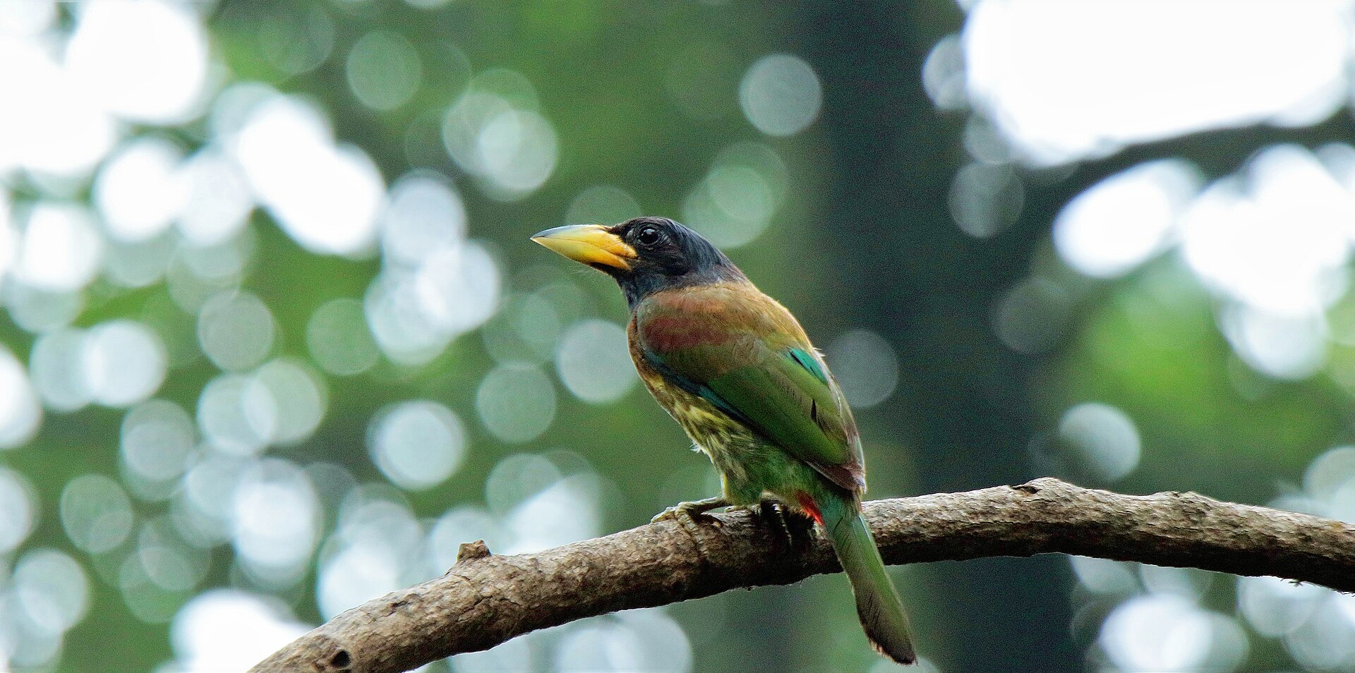 Ba Vì National Park