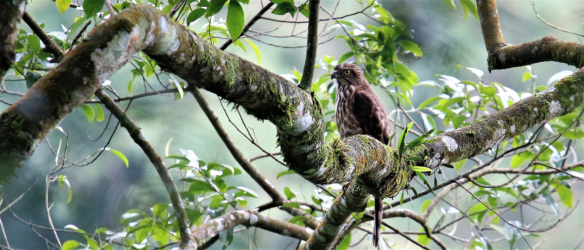 Ba Vì National Park
