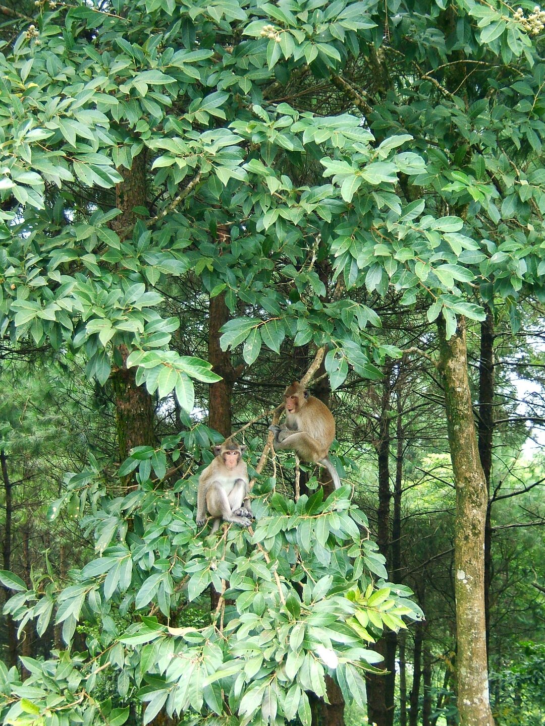 Ba Vì National Park
