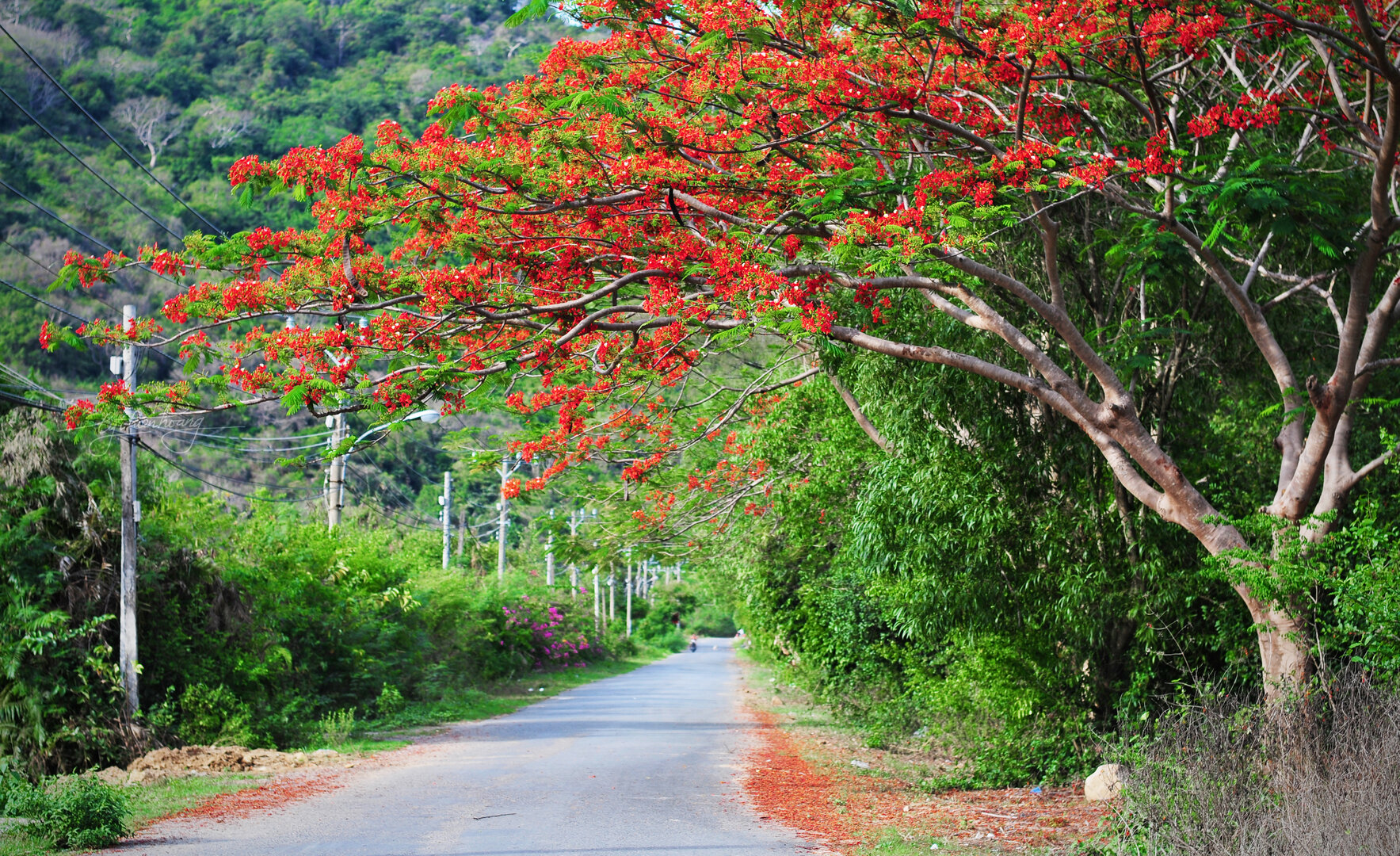 Con Dao Islands