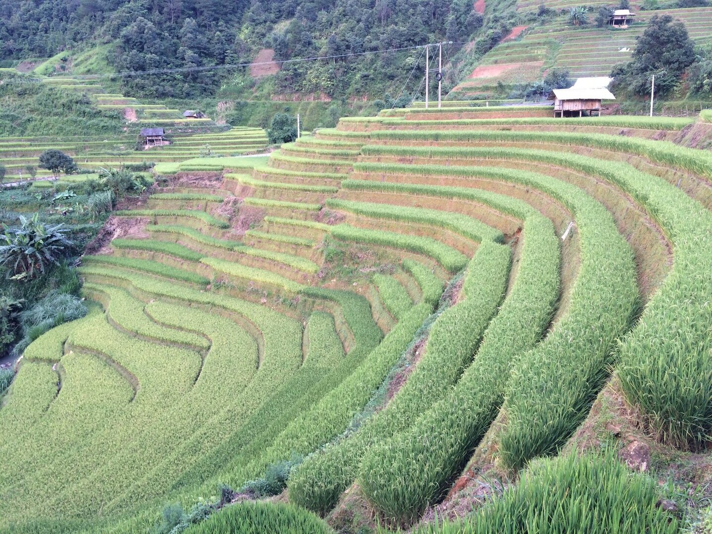 Ruộng bậc thang Chế Cu Nha