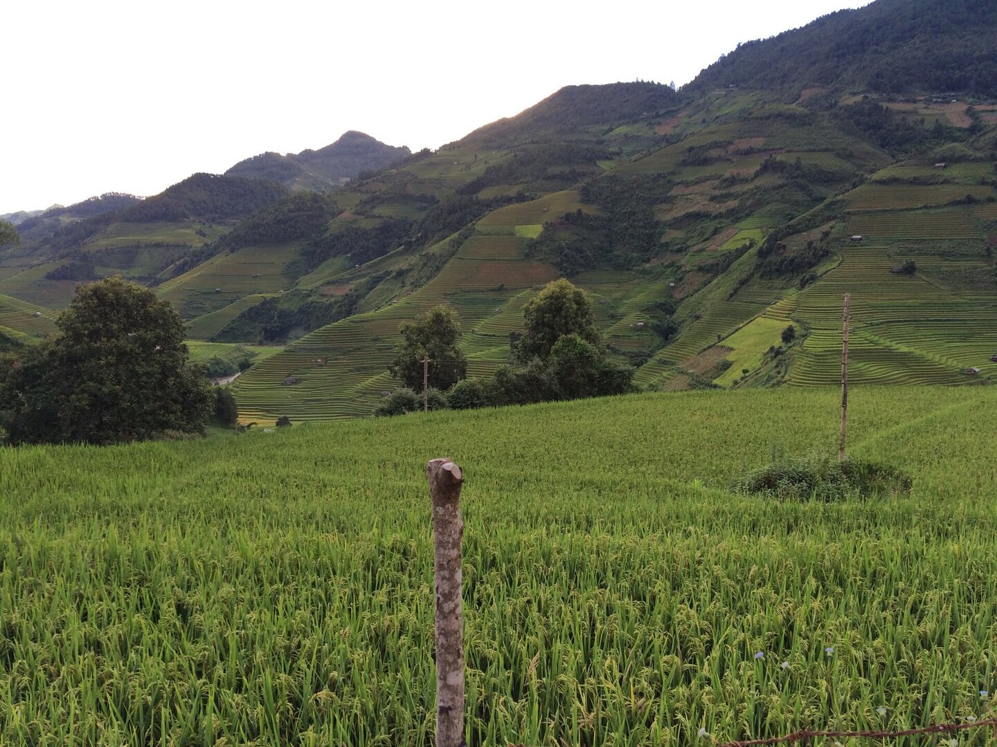 Ruộng bậc thang Chế Cu Nha