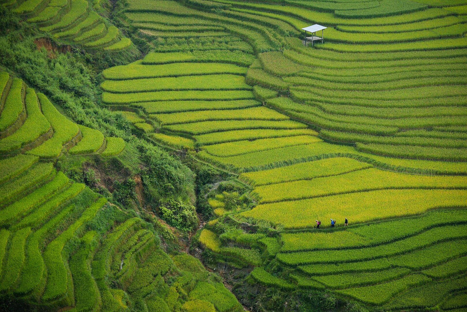 Mù Cang Chải