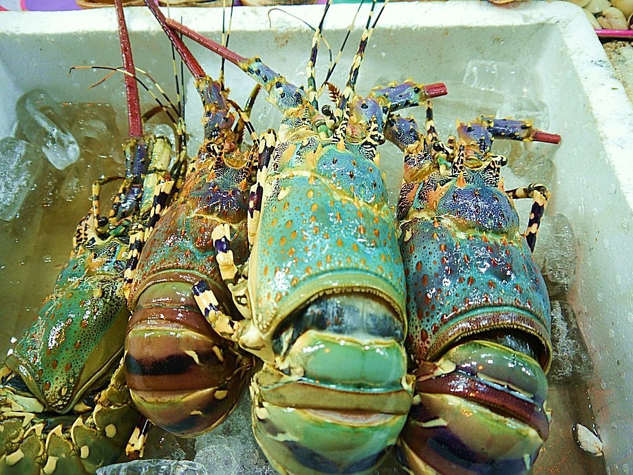 Phu Quoc Night Market
