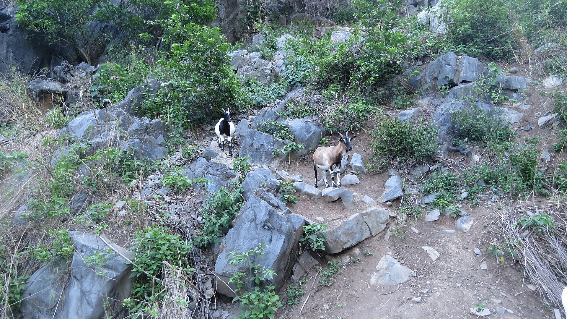 Đảo Cát Bà