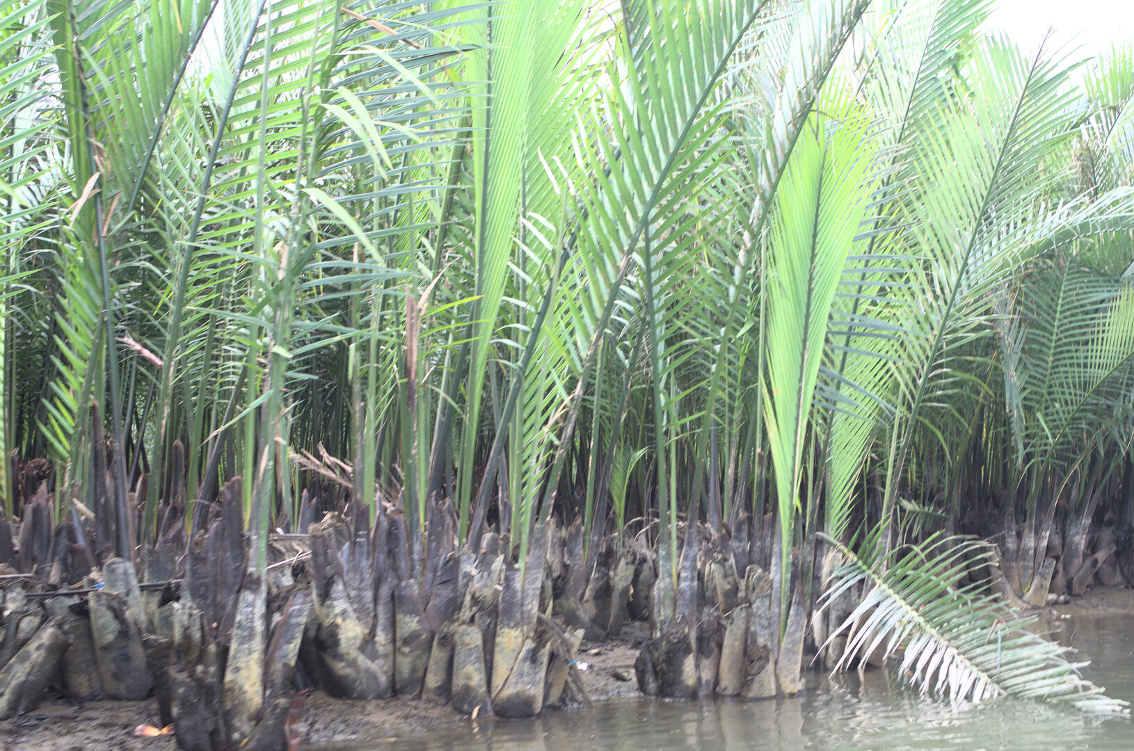 Bay Mau Coconut Forest
