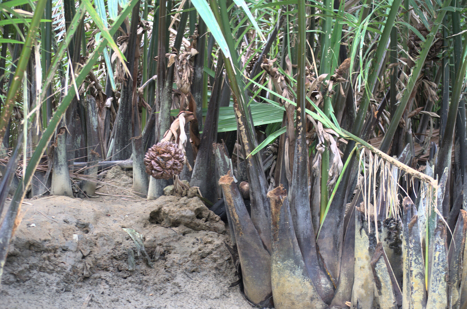 Bay Mau Coconut Forest