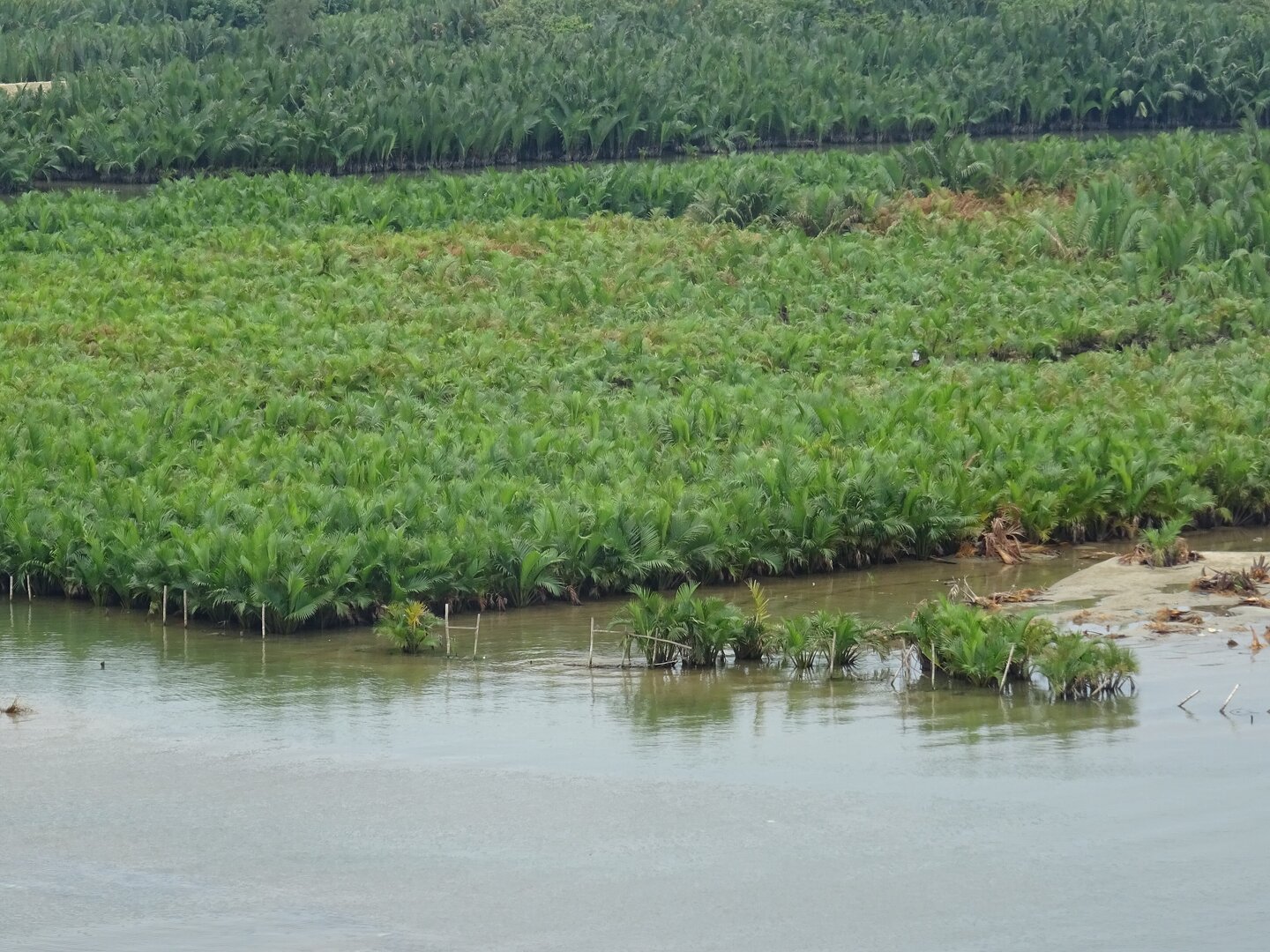 Bay Mau Coconut Forest