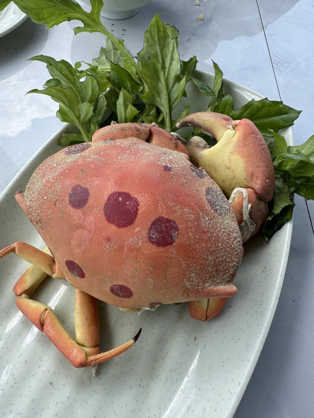 Lồng Bè Hồng Phát