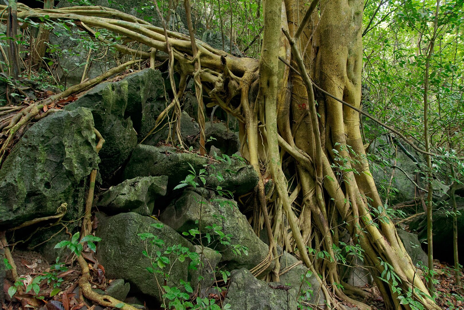 Viet Hai Village