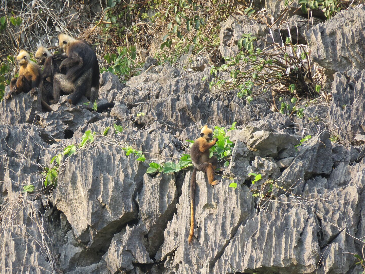 Cat Ba National Park