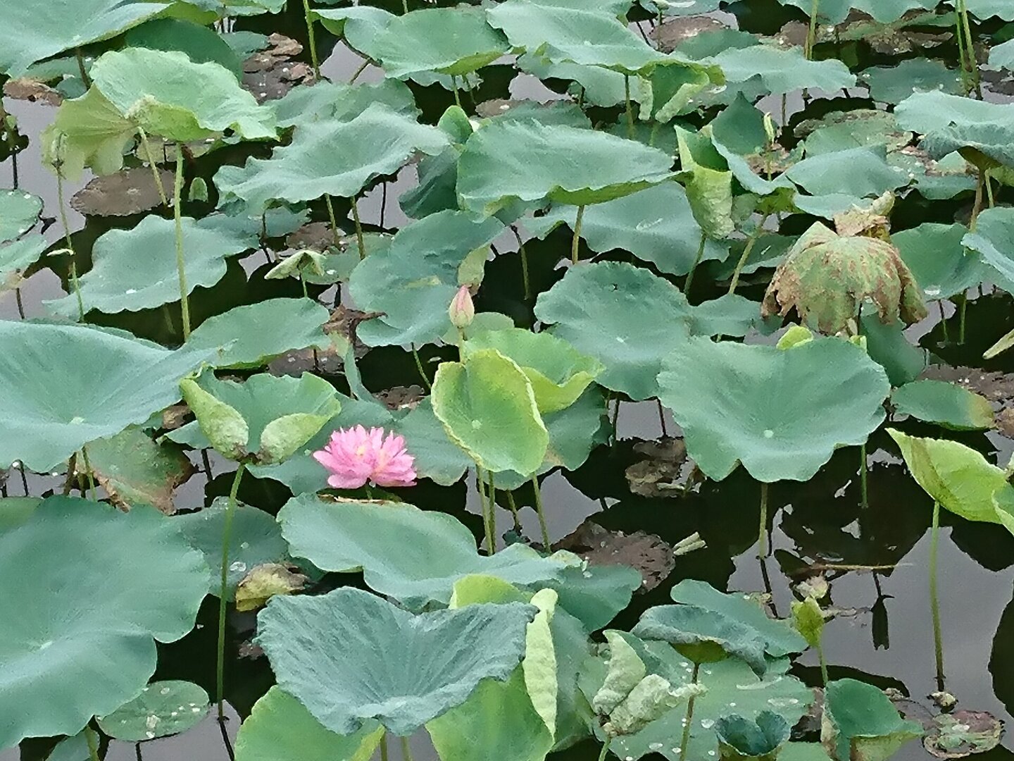 West Lake