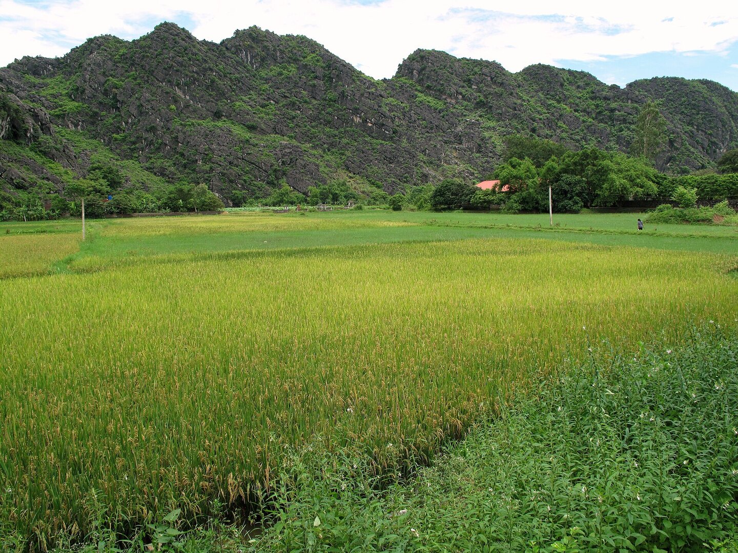 Cánh đồng lúa đang chín ngả vàng dưới chân dãy núi đá vôi Hoa Lư, Ninh Bình.