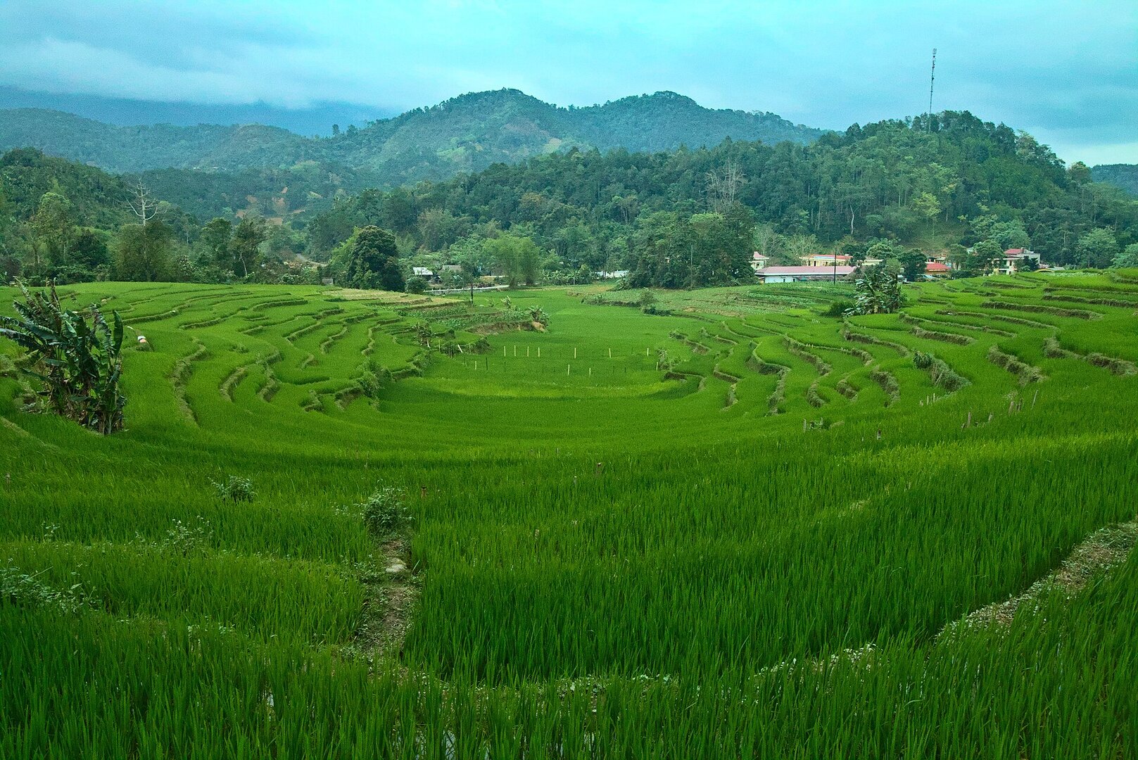 Ruộng lúa bậc thang xanh mướt uốn vòng quanh thung lũng ở làng Hạ Thành, Hà Giang, phía sau là đồi rừng.