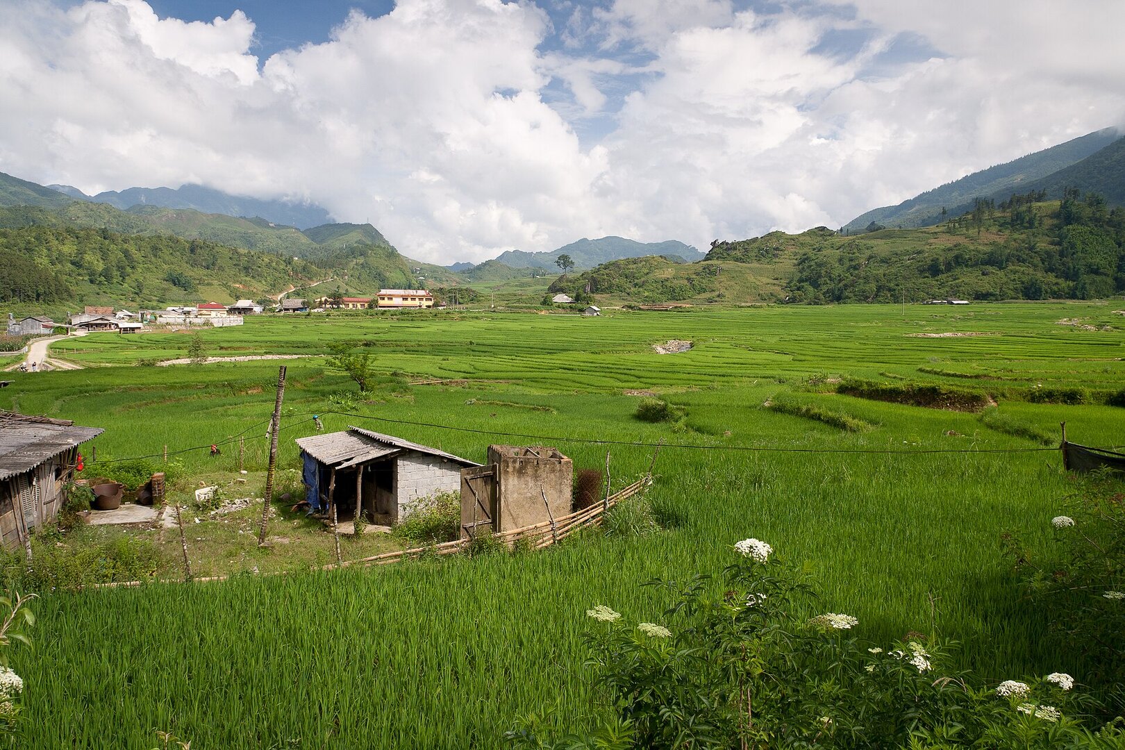 Những thửa ruộng bậc thang lúa xanh non uốn lượn quanh tảng đá lớn, mây mù phủ sườn núi phía sau, Sa Pa đầu tháng Bảy.