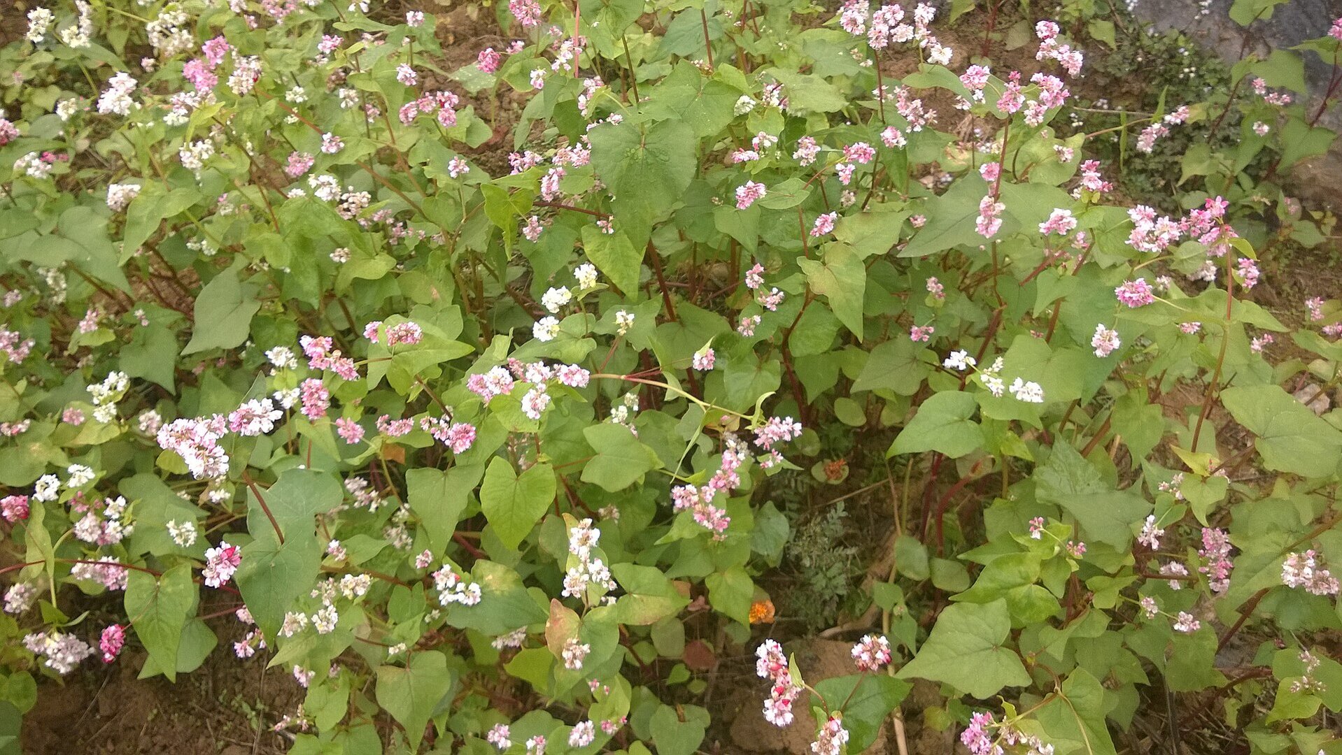 Buckwheat in bloom with tiny pink and white flowers among heart-shaped green leaves in Dong Van, Ha Giang.