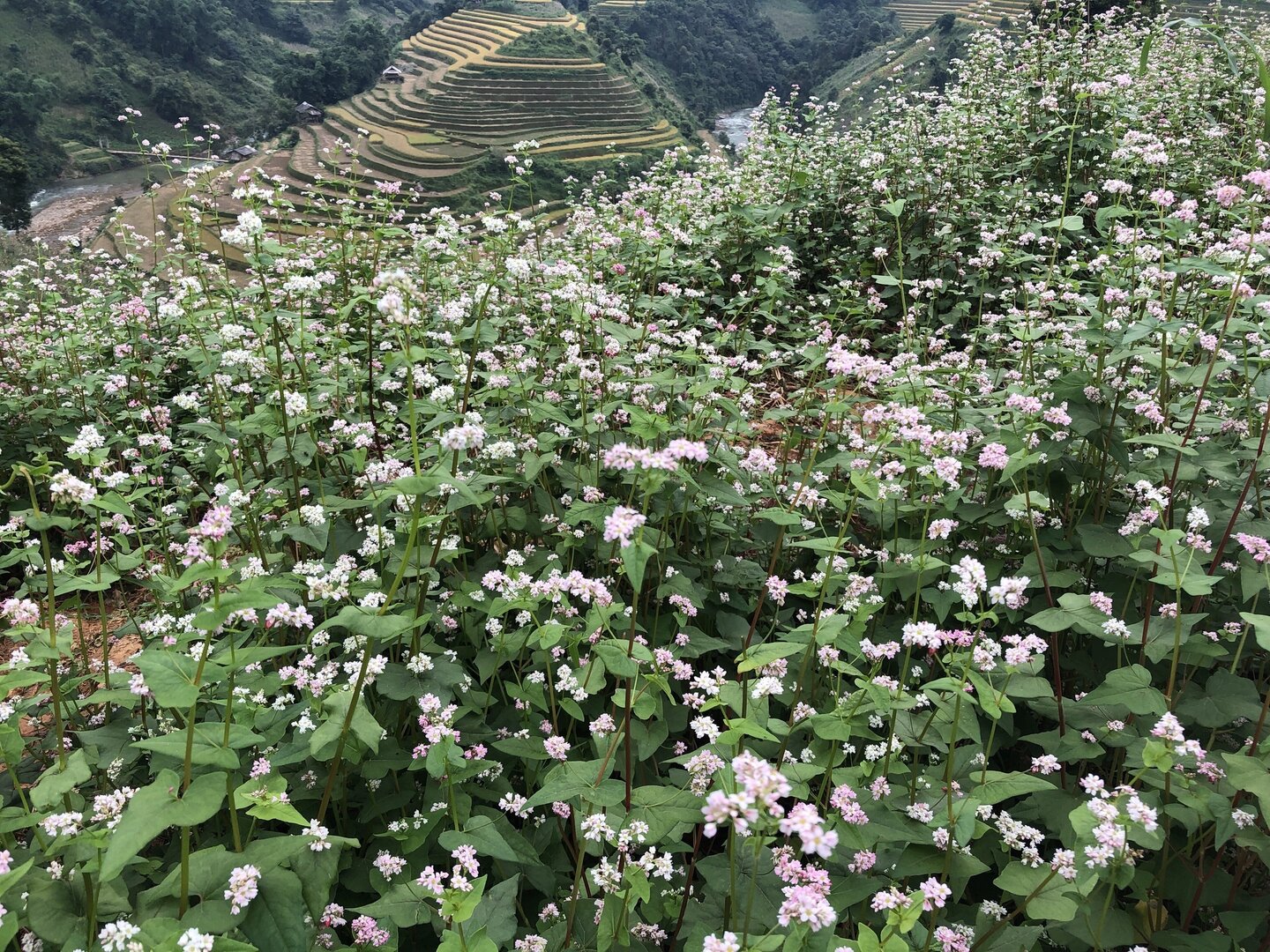 Buckwheat in white and pink bloom on a hillside by National Road 32, looking down on golden rice terraces in Mu Cang Chai, late September.