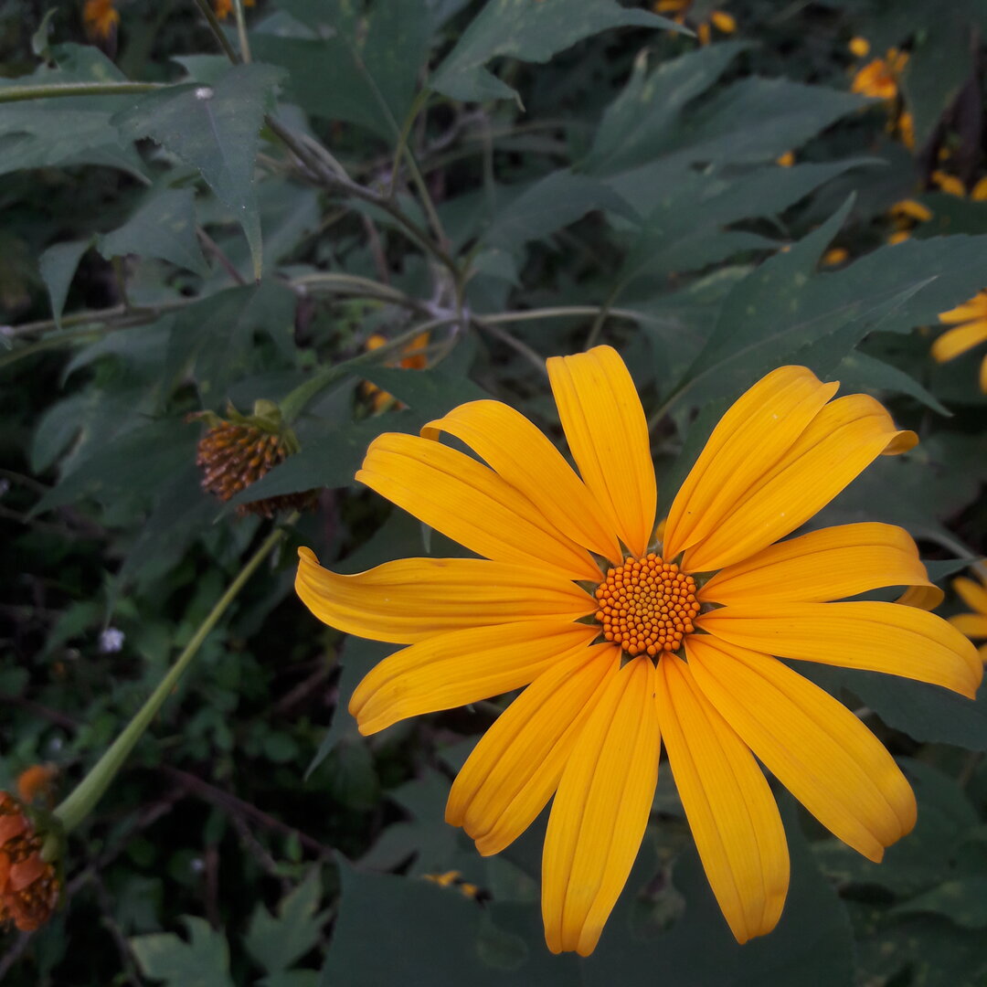 Close-up of a single yellow wild sunflower among dark green leaves, mid-November.