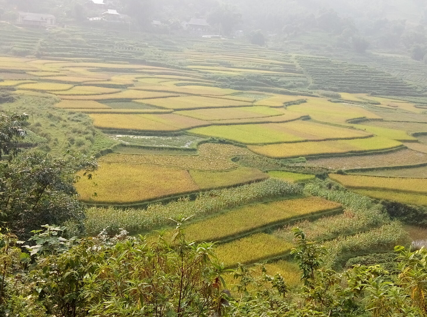 Ruộng bậc thang lúa chín vàng xen thửa còn xanh trên sườn đồi ở Hoà Bình, sát phía bắc Pù Luông, đầu tháng 10, sương mờ phía xa.