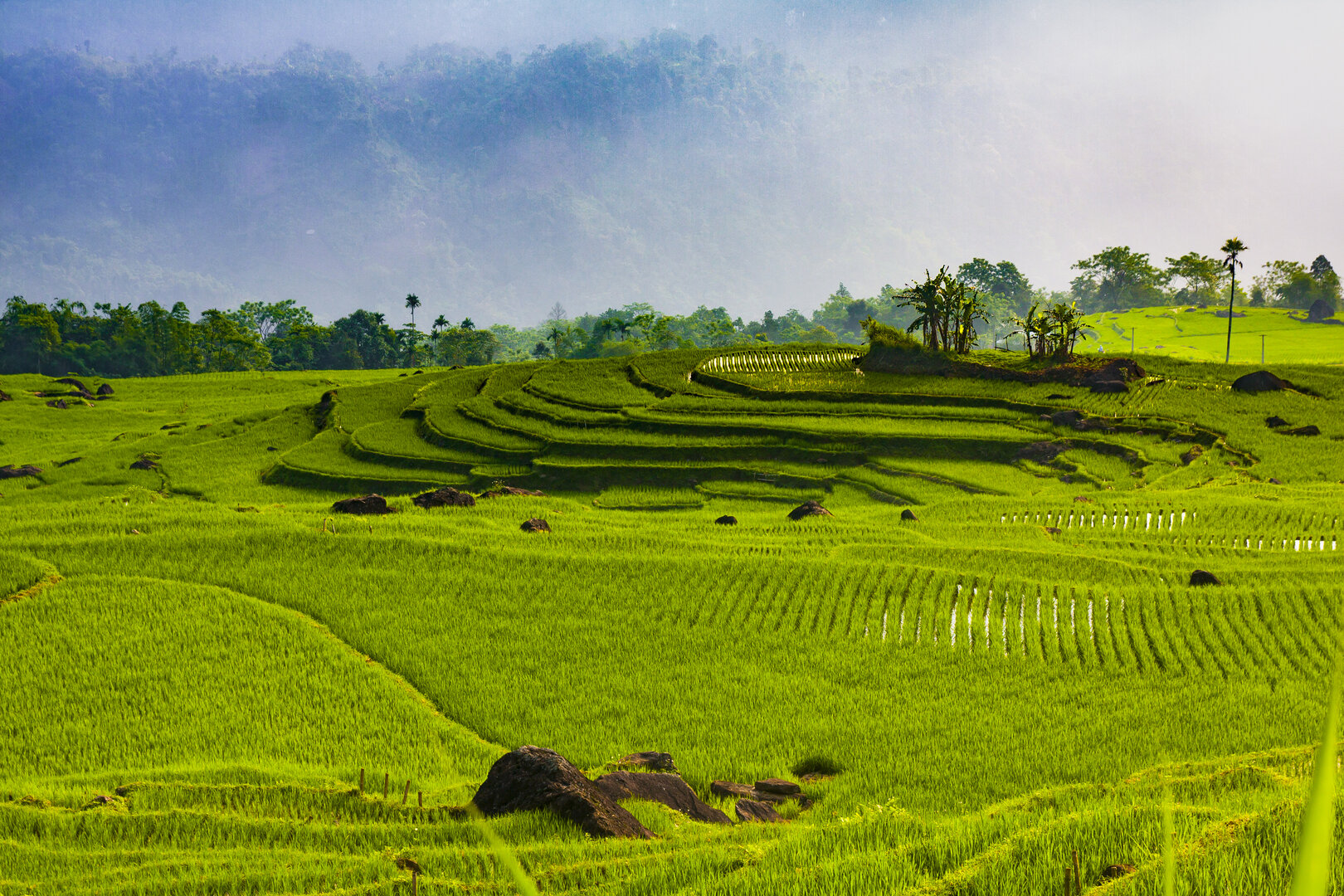 Ruộng bậc thang lúa xanh mướt ở Pù Luông, những bờ ruộng uốn lượn và rừng mờ sương phía sau.
