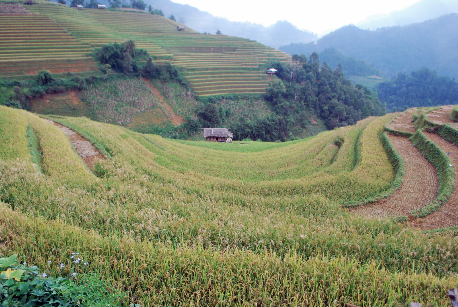 Terraced rice turning gold, a few paddies already harvested, on the Nghia Lo – Mu Cang Chai route (Yen Bai) in late September.