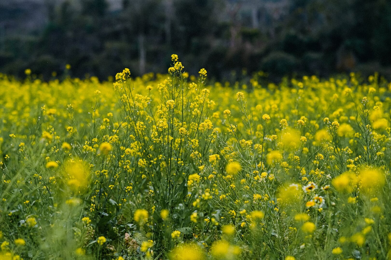 Ruộng hoa cải vàng nở dày ở Hà Giang, phía sau là hàng cây mờ.